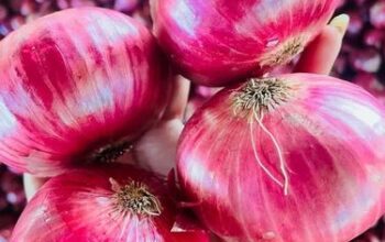 Red onions