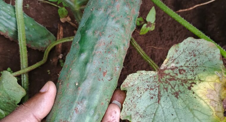 Cucumber for sale