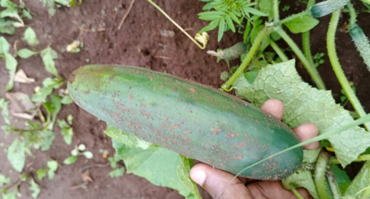 Cucumber for sale