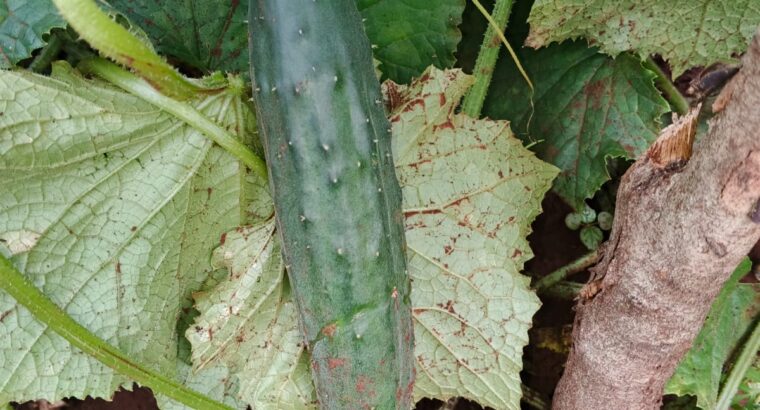 Cucumber for sale