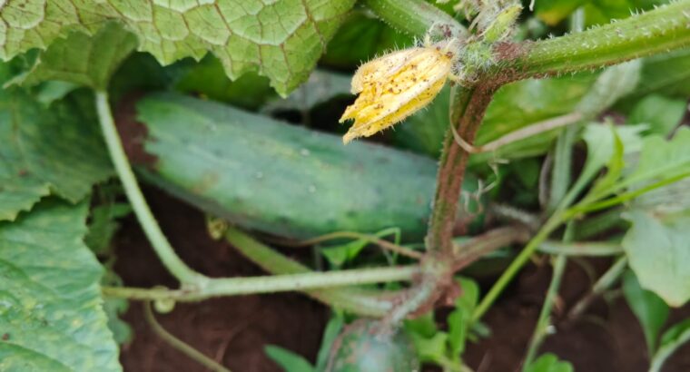 Cucumber for sale