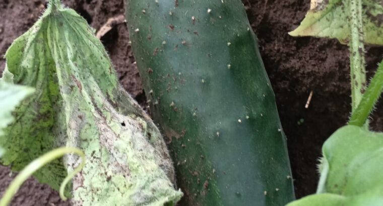 Cucumber for sale