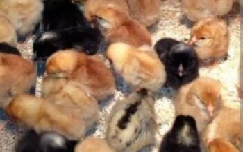 Day old kuroiler chicks