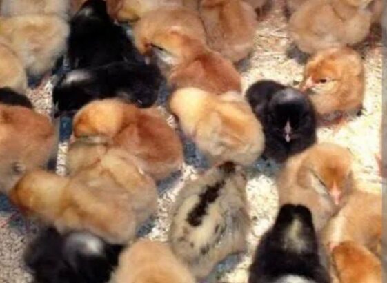 Day old kuroiler chicks