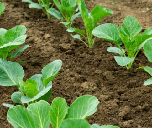 Fresh and healthy cabbage for