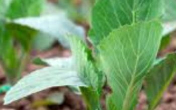 Fresh and healthy cabbage for