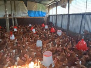 EDEN FARMS EGGS
