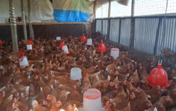 EDEN FARMS EGGS