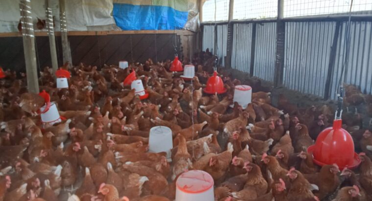 EDEN FARMS EGGS