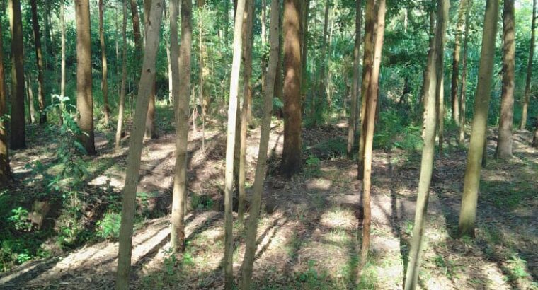 Eucalyptus trees