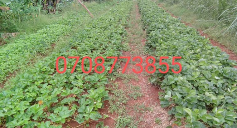 Chandler variety strawberry sp