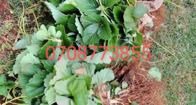 Chandler variety strawberry sp