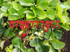 Chandler variety strawberry sp