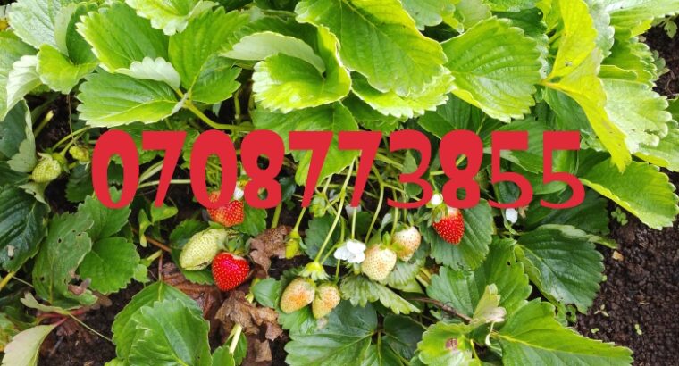 Chandler variety strawberry sp