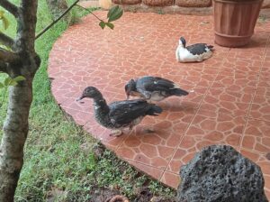 Ducks for sale