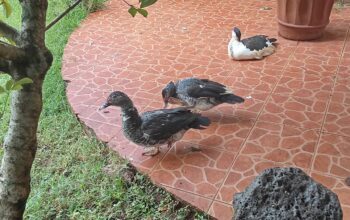 Ducks for sale