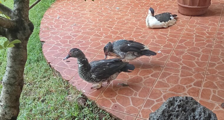 Ducks for sale