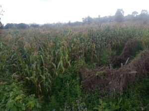 Maize Stalks for silage