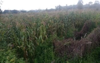 Maize Stalks for silage