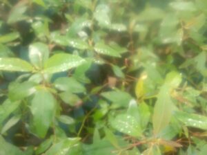 Quality tree seedlings on sale
