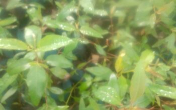 Quality tree seedlings on sale