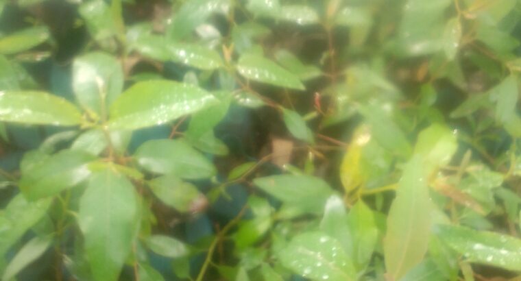 Quality tree seedlings on sale