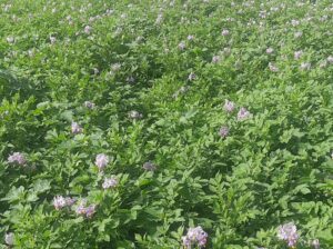 Sale of Irish Potatoes