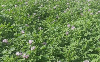 Sale of Irish Potatoes