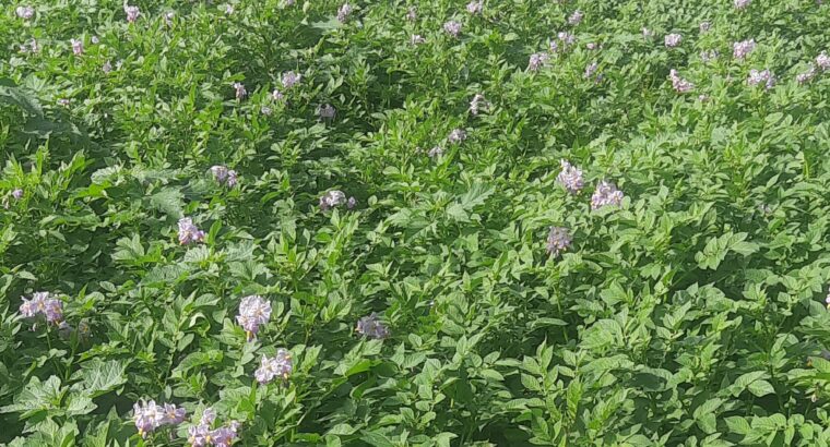 Sale of Irish Potatoes