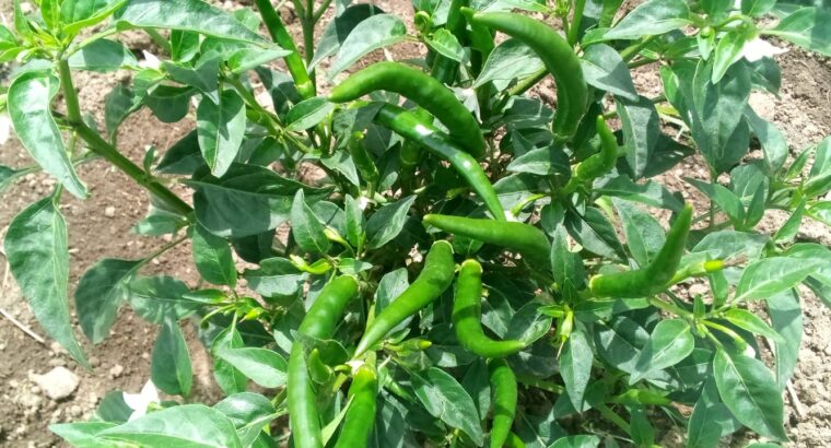 Red pepper 🌶️