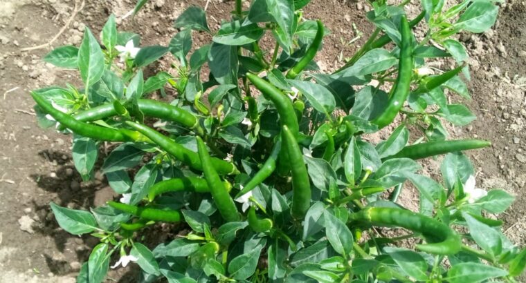 Red pepper 🌶️