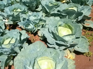 Cabbages available @ 30