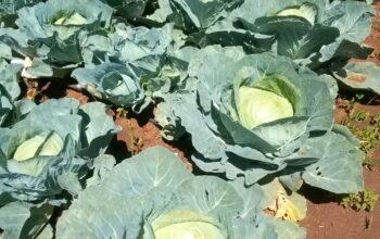 Cabbages available @ 30