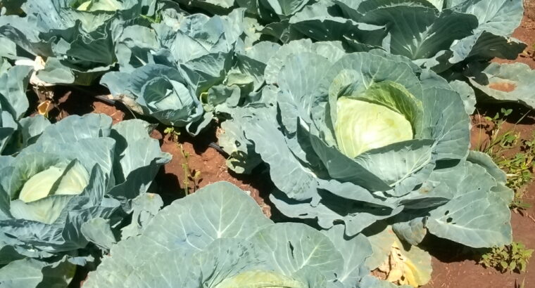 Cabbages available @ 30