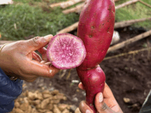 Purple sweet potatoes