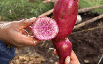 Purple sweet potatoes
