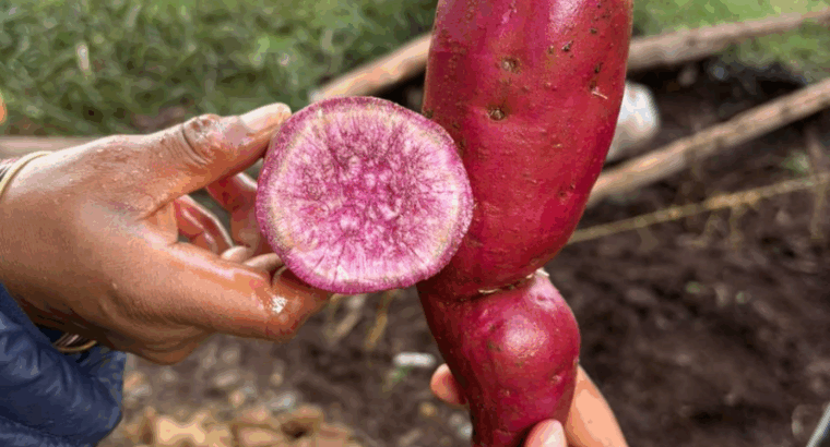 Purple sweet potatoes