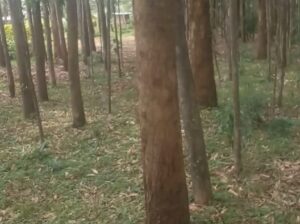 Mature Eucalyptus Trees