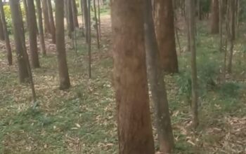 Mature Eucalyptus Trees