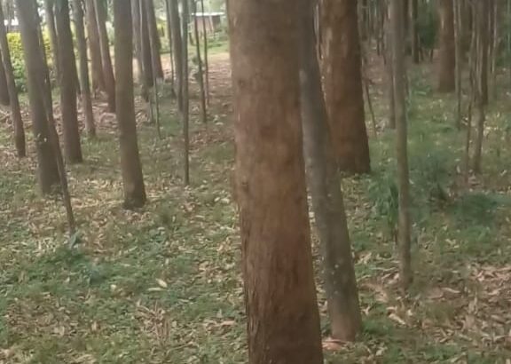 Mature Eucalyptus Trees