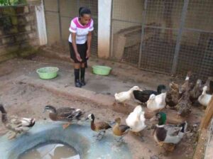Ducks for sale for Eggs,meat,