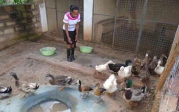 Ducks for sale for Eggs,meat,