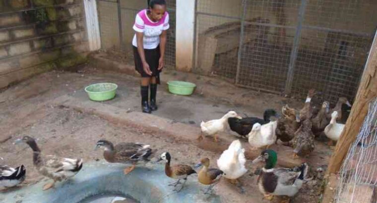 Ducks for sale for Eggs,meat,