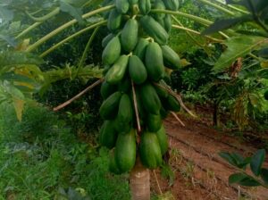 Quality Malkia F1 pawpaw