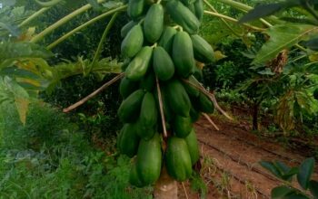Quality Malkia F1 pawpaw