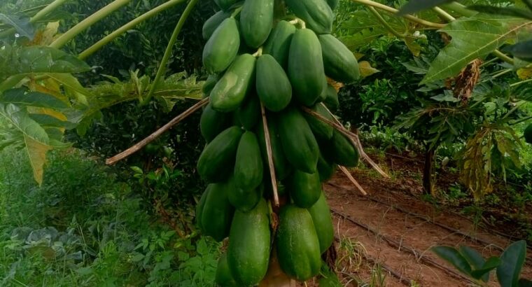 Quality Malkia F1 pawpaw