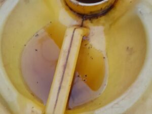 NATURAL RABBIT URINE
