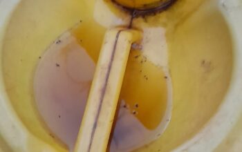NATURAL RABBIT URINE
