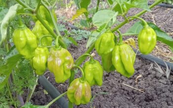 Habanero Red
