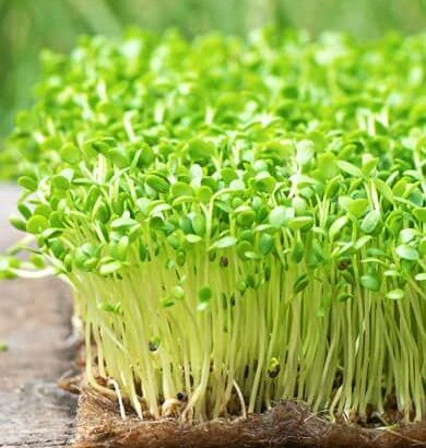 FRESH MICROGREENS